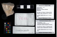 Foto (Objekt + Etikett) von Juracrista perculta (Robins et al., 2012)  (NHMW-GEO-2014-0194-0612)